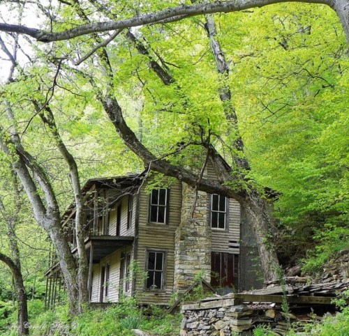 An old, weathered house surrounded by lush green trees and foliage, nestled in a serene natural setting.