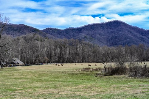 A scenic view of a grassy field with deer, surrounded by bare trees and mountains under a partly cloudy sky.
