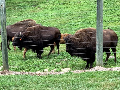 A group of bison grazing in a green field, separated by a wire fence.