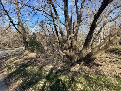 A winding path beside bare trees and shrubs under a clear blue sky in a natural setting.