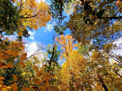 A vibrant forest scene with colorful autumn leaves and a clear blue sky peeking through the treetops.