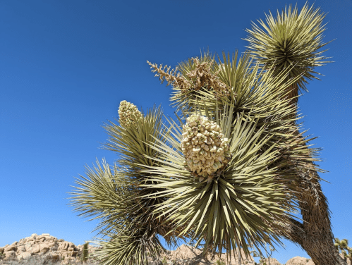 A close-up of a Joshua tree with spiky leaves and clusters of green buds against a clear blue sky.