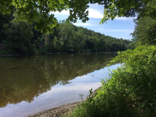 A serene river scene surrounded by lush green trees and foliage under a clear blue sky.