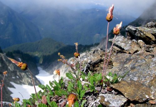 Close-up of mountain flowers growing on rocky terrain, with a misty valley and peaks in the background.