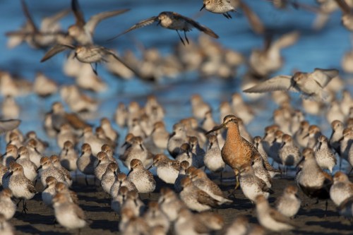 A flock of small shorebirds on a beach, with one bird standing out among the many flying and resting.
