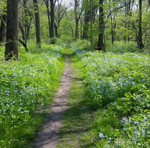 A narrow dirt path winds through a lush green forest, bordered by blooming blue flowers on either side.