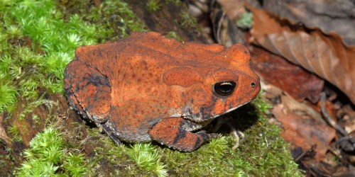 A close-up of a reddish-brown frog resting on green moss in a forest setting.