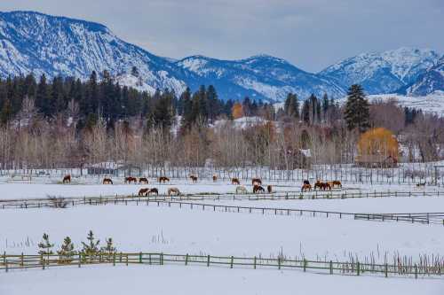 A snowy landscape with horses grazing in a field, surrounded by mountains and trees.