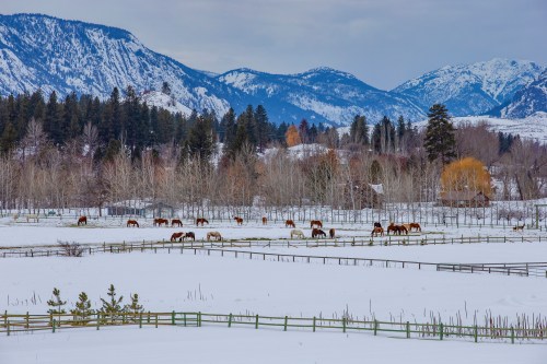 A snowy landscape with horses grazing in a field, surrounded by mountains and trees.