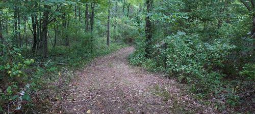 A winding dirt path through a lush green forest, surrounded by trees and foliage.
