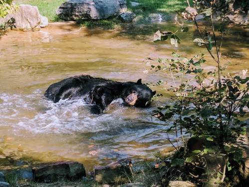 A black bear splashes playfully in a shallow, muddy pond surrounded by rocks and greenery.