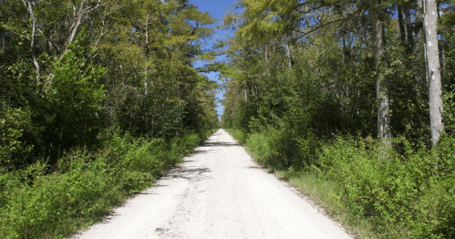 A gravel road stretches through a lush green forest under a clear blue sky.