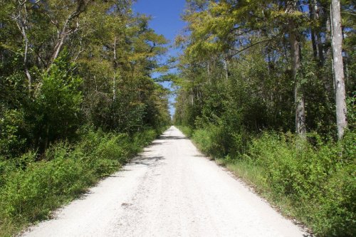 A dirt road stretches through a lush green forest under a clear blue sky.