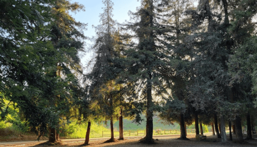 A serene forest scene with tall trees and soft sunlight filtering through the branches.