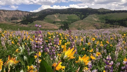 A vibrant field of wildflowers in various colors, with rolling green hills and a cloudy blue sky in the background.