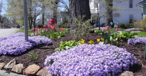 A vibrant flower garden featuring purple, pink, and yellow blooms, with a tree and a house in the background.