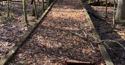 A wooden path through a forest, covered with fallen leaves and surrounded by trees.
