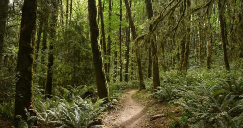 A winding dirt path through a lush green forest filled with tall trees and ferns.