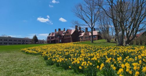 A historic building surrounded by a vibrant field of yellow daffodils under a clear blue sky.