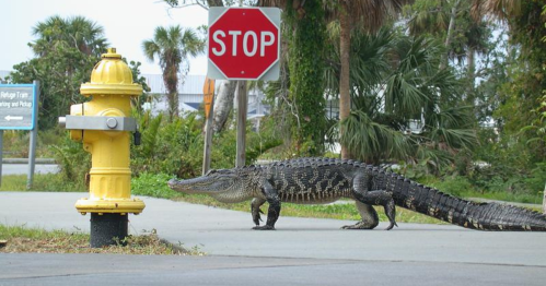 An alligator walks past a stop sign and a fire hydrant on a paved path surrounded by greenery.