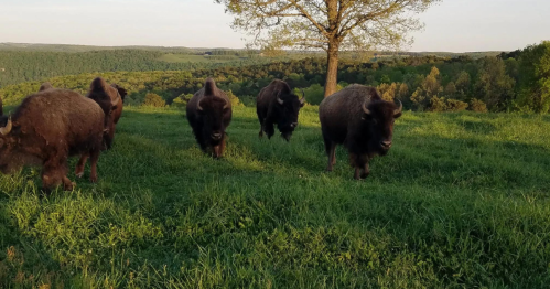 A group of bison walking through a grassy field with trees and hills in the background during sunset.