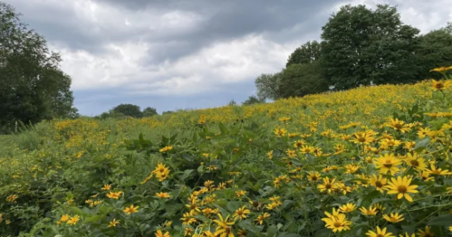 A vibrant field of yellow flowers under a cloudy sky, surrounded by lush greenery and trees in the background.