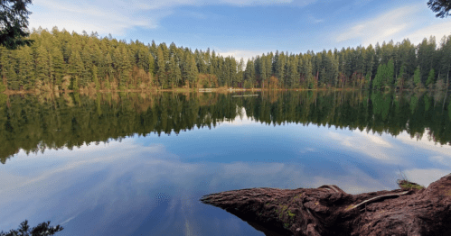 A serene lake surrounded by lush green trees, reflecting the sky and forest in calm waters.