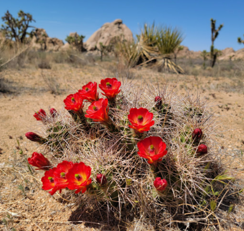 A cluster of vibrant red cactus flowers blooms amidst a desert landscape with rocky formations and sparse vegetation.