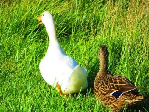 A white duck and a brown duck walking together on green grass.