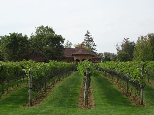 A vineyard with rows of grapevines leading to a rustic building surrounded by trees under a cloudy sky.