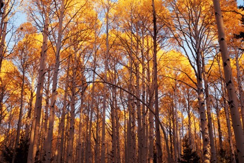 A forest of tall trees with vibrant golden leaves against a clear blue sky.