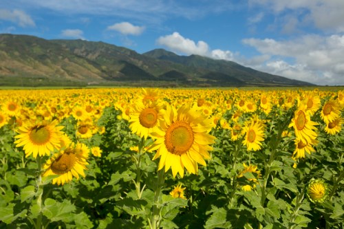 A vibrant field of sunflowers under a blue sky with mountains in the background.