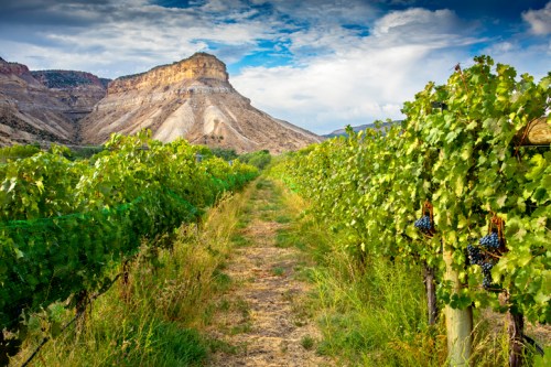 A scenic vineyard path lined with grapevines, leading to a rocky mountain under a blue sky with clouds.