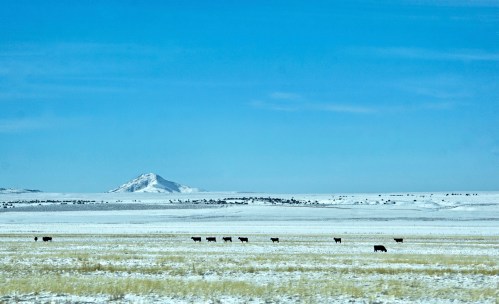 A snowy landscape with a distant mountain and a line of cows grazing in the foreground under a clear blue sky.