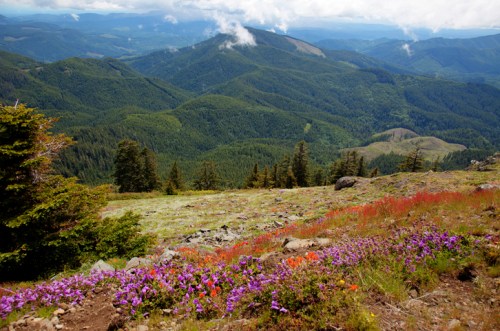 A scenic view of rolling green mountains with colorful wildflowers in the foreground under a partly cloudy sky.