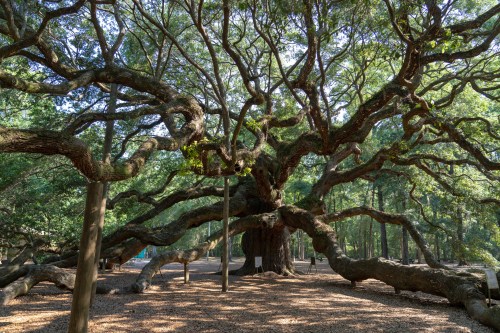 A large, sprawling tree with wide, twisting branches in a lush green forest setting.