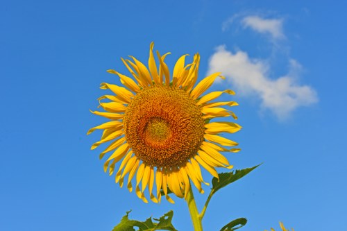 A vibrant sunflower against a clear blue sky with a few fluffy clouds.