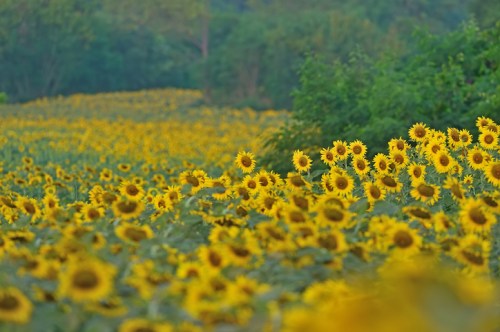 A vibrant field of sunflowers stretches towards the horizon, surrounded by lush greenery.