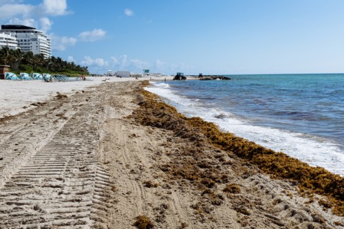 A sandy beach with seaweed along the shore, clear blue water, and a distant building under a sunny sky.