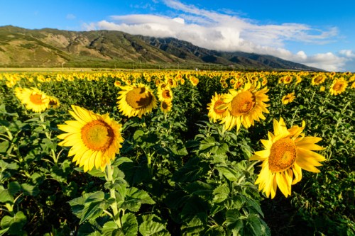 A vibrant field of sunflowers stretches towards mountains under a blue sky with fluffy clouds.