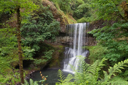 A serene waterfall cascades into a tranquil pool, surrounded by lush green trees and ferns.