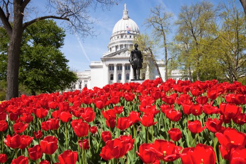 A vibrant field of red tulips in front of a grand white building with a dome and a statue in the foreground.