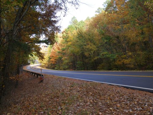 A winding road surrounded by trees with autumn foliage, leading into a serene forest landscape.