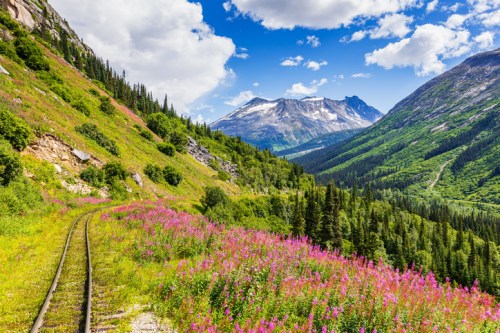 A scenic landscape featuring a railway track winding through vibrant wildflowers and lush green mountains under a blue sky.