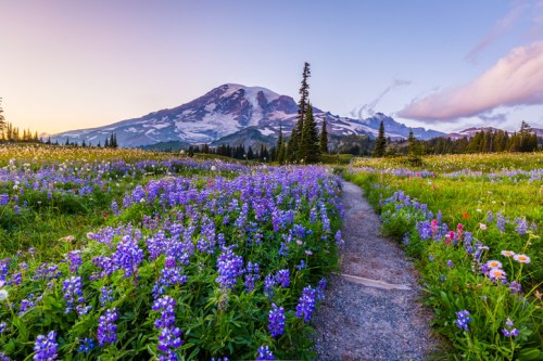 A scenic view of a mountain surrounded by vibrant wildflowers and a winding path under a colorful sky.