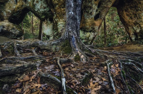 A tree with exposed roots grows among rocky formations in a forest, surrounded by fallen leaves and greenery.