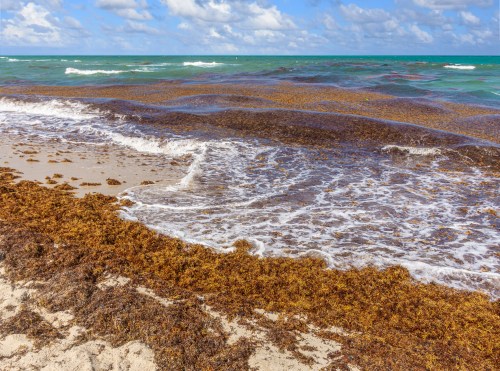A beach scene with brown seaweed washed up on the shore, gentle waves lapping at the sandy beach under a blue sky.
