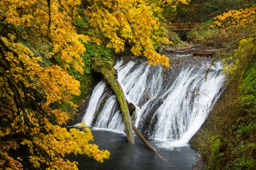 A serene waterfall cascades over rocks, surrounded by vibrant autumn foliage in shades of yellow and green.