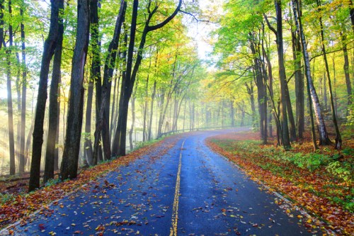 A winding road through a vibrant forest with colorful autumn leaves and a misty atmosphere.