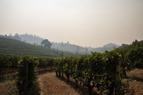 A vineyard landscape shrouded in haze, with rows of grapevines and distant hills partially obscured by smoke.